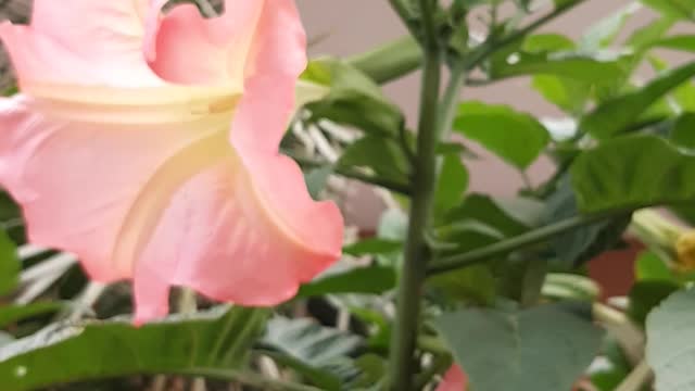 Flower of paradise!