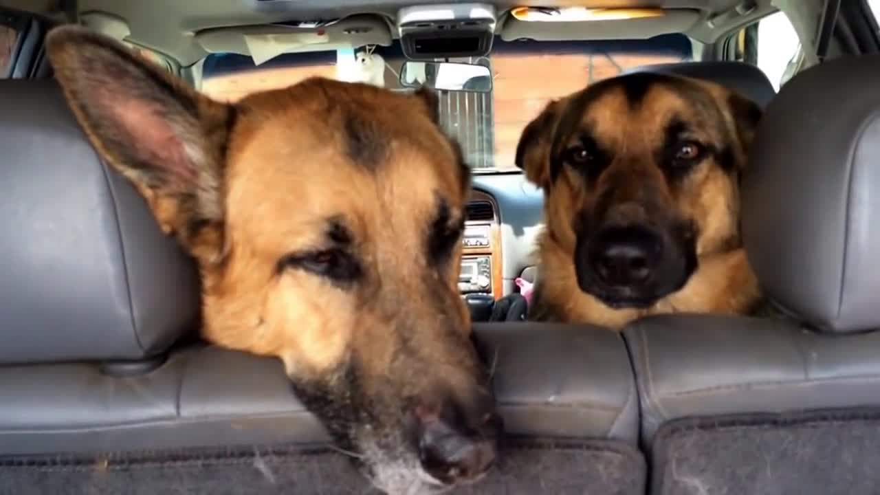 I wan't to get angry but can't resist their cuteness on being guiltyđź’•