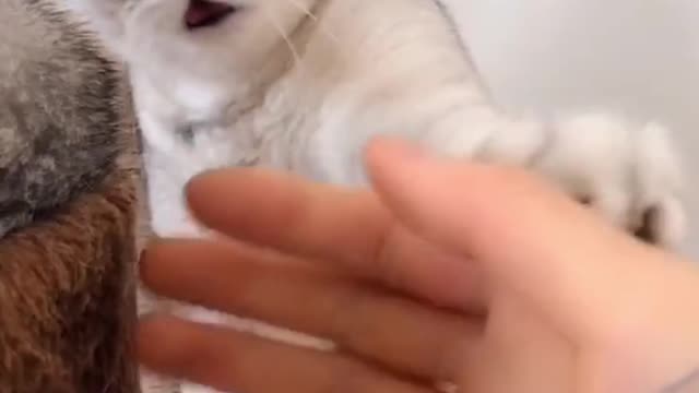 The kitten is shaking hands