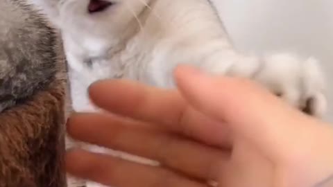 The kitten is shaking hands