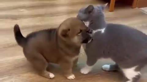 Cuties 🥰 cat and cutest 🐕 Dog funny 🤩🤣 shorts