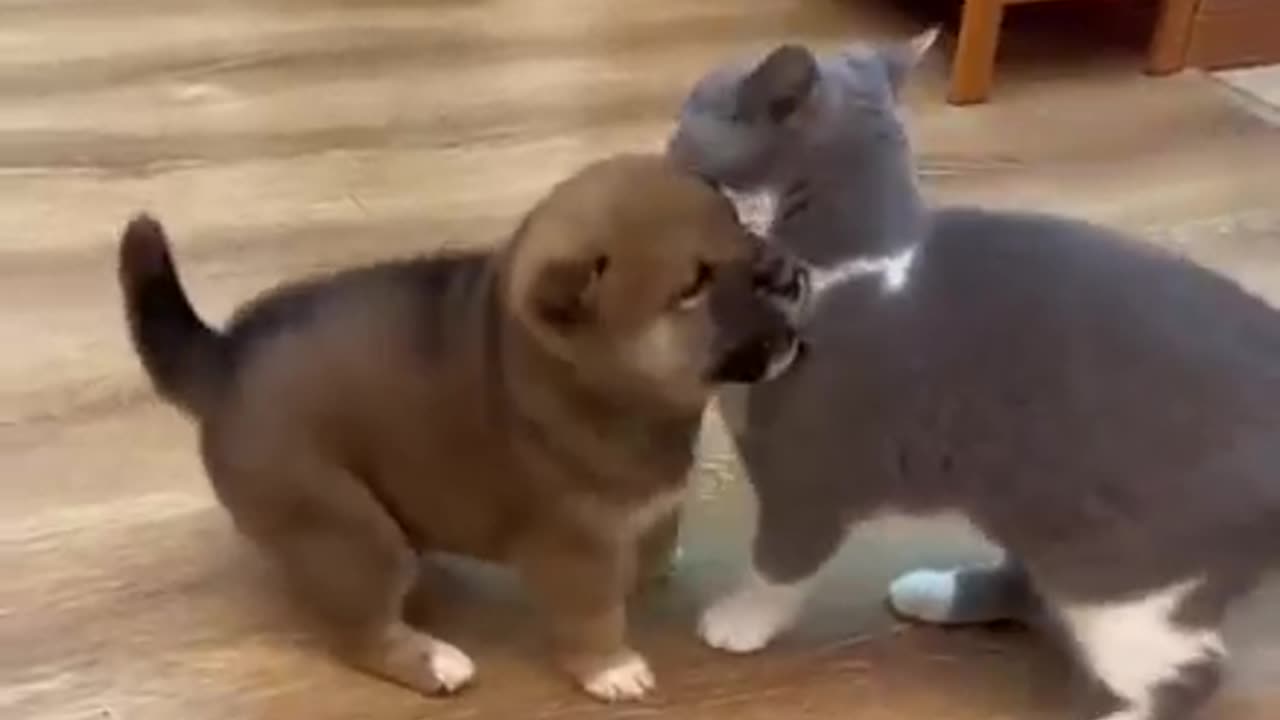 Cuties 🥰 cat and cutest 🐕 Dog funny 🤩🤣 shorts