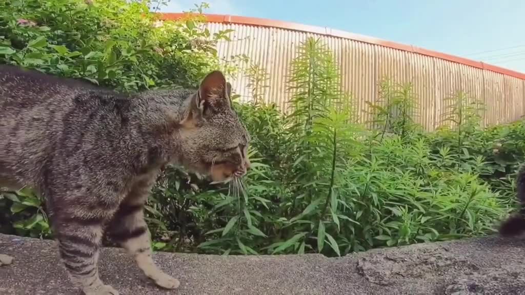 Two cats Arguing who's better looking.