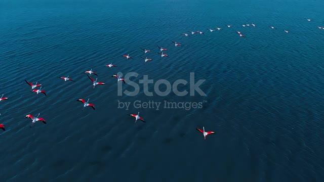 Flamingo slow motion