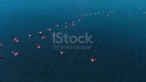 Flamingo slow motion