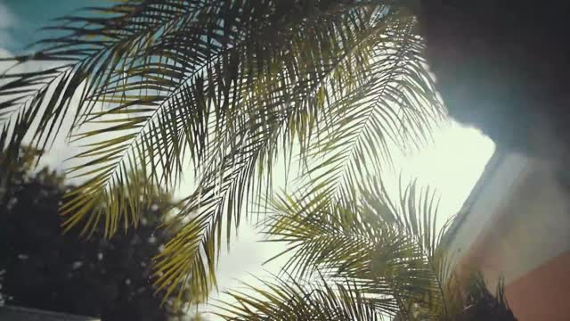 Palm trees on a sunny day_