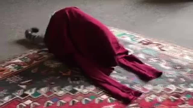 Cat gets stuck in shirt