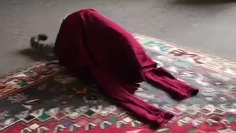 Cat gets stuck in shirt