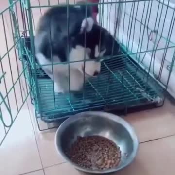 Huskies are so dramatic 😂❤️