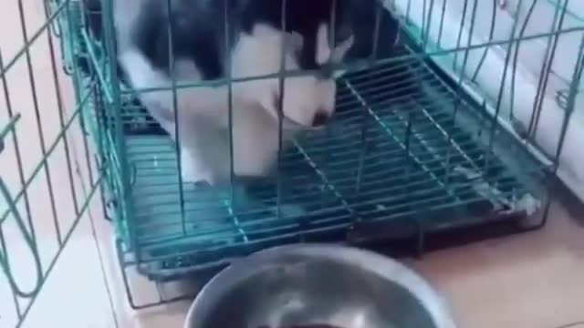 Huskies are so dramatic 😂❤️