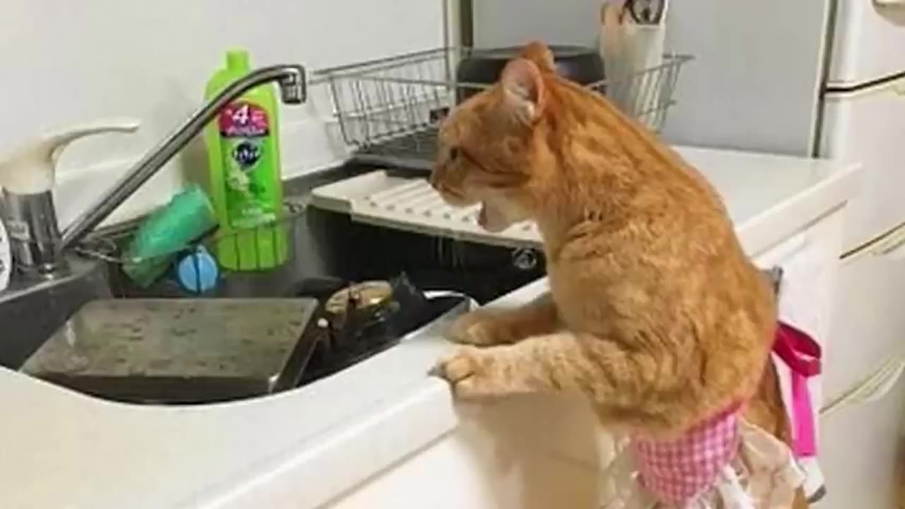 When cats doing things better than you! Funny Cat