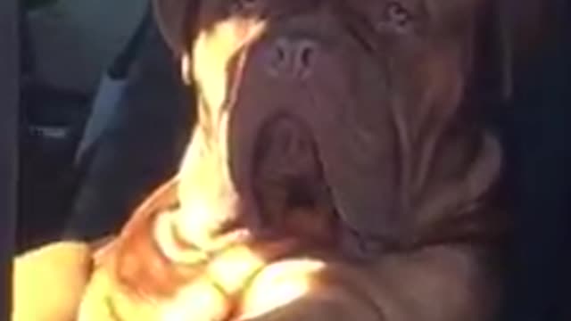 Funny and smart dog 9