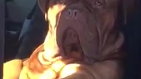 Funny and smart dog 9