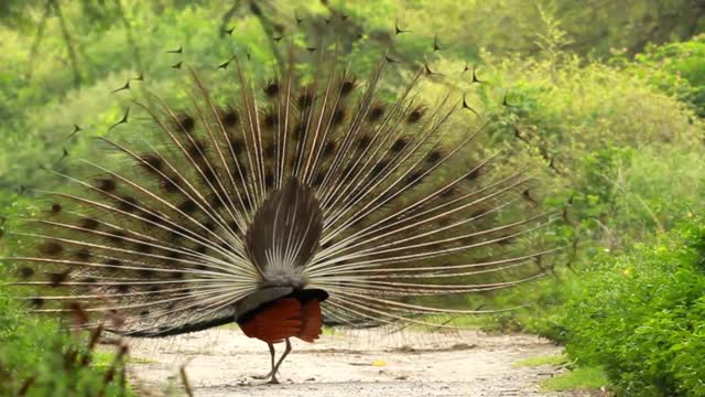 Feathers of a Peacock on Display