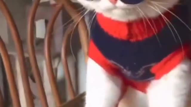 😸Cute Baby Cats _ Funny Cat Video😸😸😎