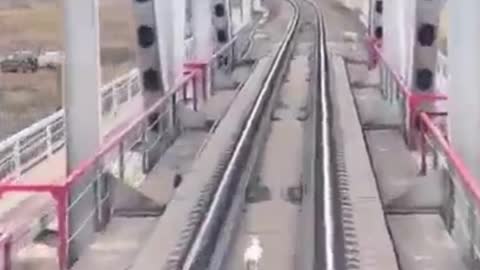 Viral video of a rabbit running on a railway track