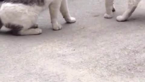 Funny cat and funny animals