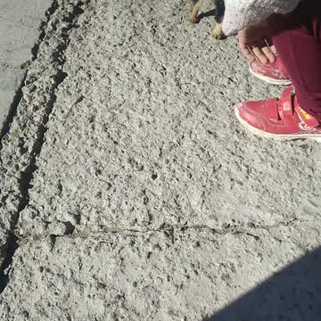 Little dog barks at me