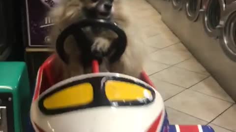 Chow chow on toy car