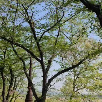 Run through a tree-filled street