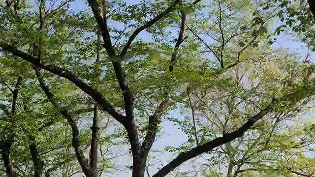 Run through a tree-filled street