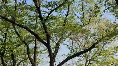 Run through a tree-filled street