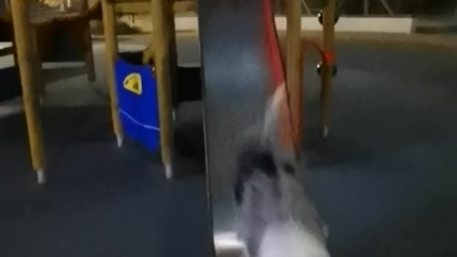 The border collie seems not interested in the slide