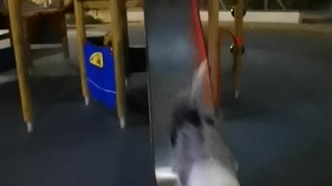 The border collie seems not interested in the slide