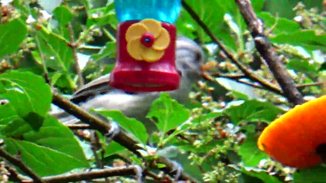 Tufted Titmouses