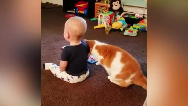 cats vs kid