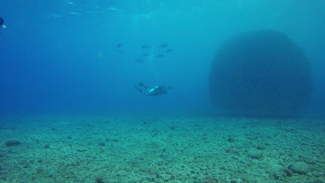 A trip deep into the sea with a large group of small fish.