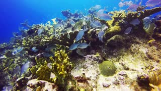 The most beautiful coral reefs and undersea creature on earth