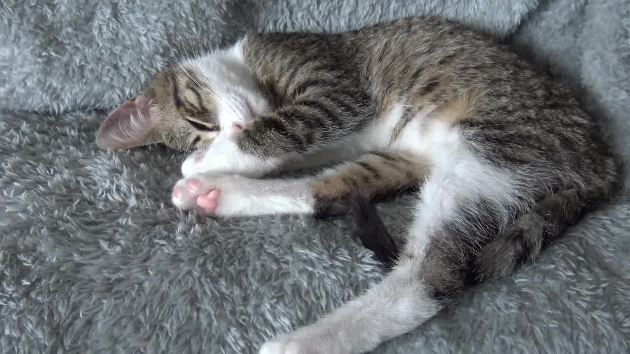 Cute Little Cat Stretches His Toes