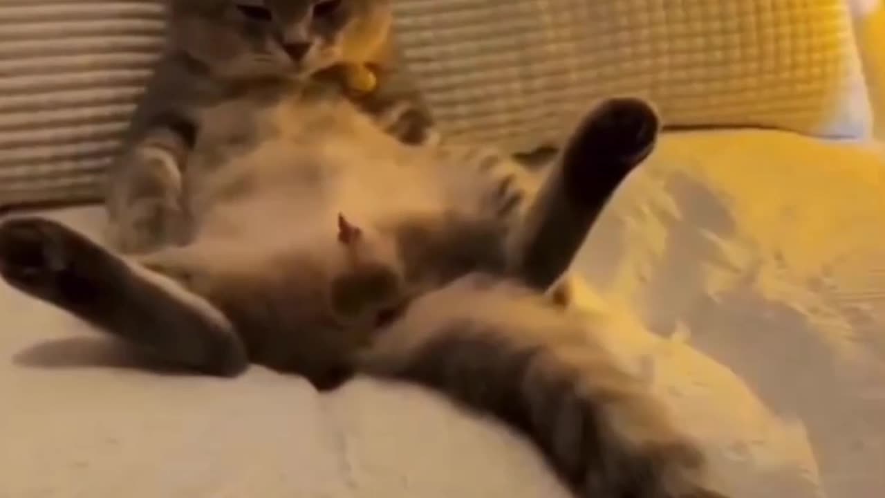 Funny Cat 🐱🤪