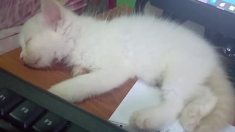 My Sleeping Meowty