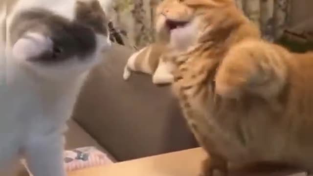 Funny Cats 😹 Don't Try To Stop Laughing 🤣