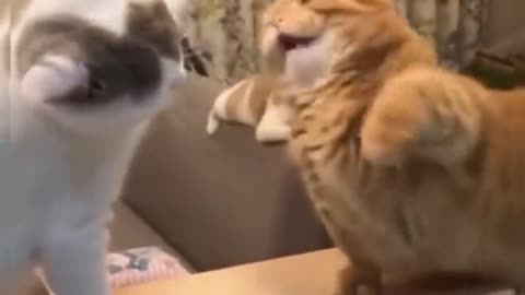 Funny Cats 😹 Don't Try To Stop Laughing 🤣