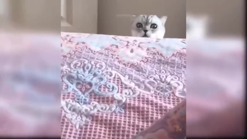 CATS will make you LAUGH YOUR HEAD OFF - Funny CAT 2021