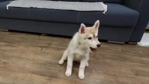 My Jealous Dog Started Playing With A New Husky Puppy