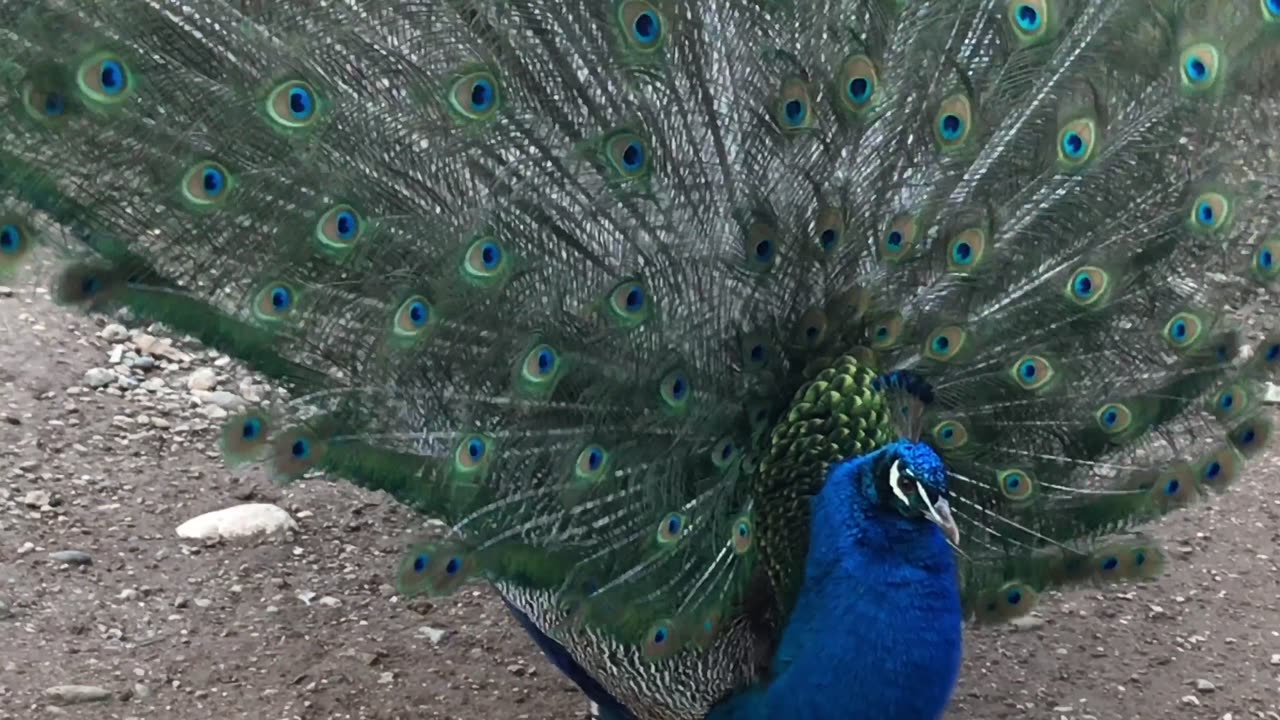 Peacock