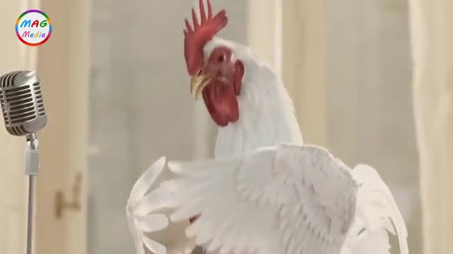 Cute funny chicken and cow video