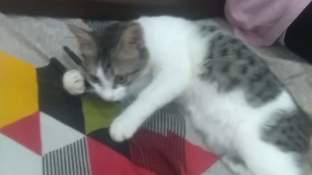 My little kitten playing