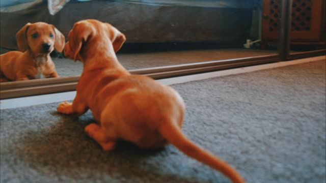 Little dog playing with a mirror 🐶😂