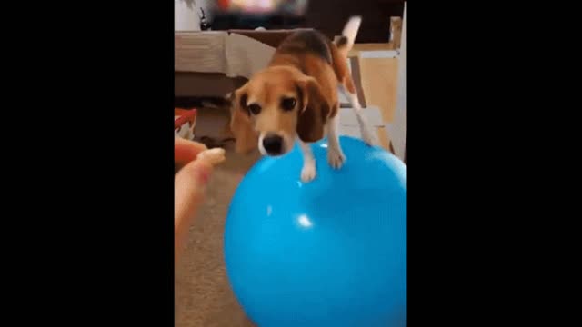 Gif video of a tightrope walker dog