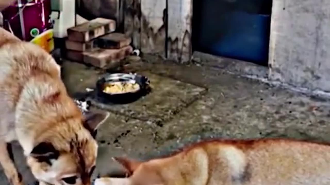 How animals are