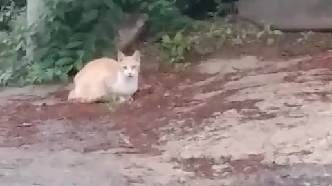 Snowball fight with a street cat