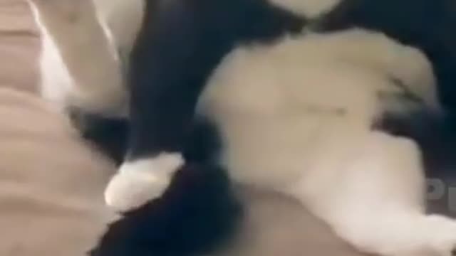 The Ultimate Viral Cat Video