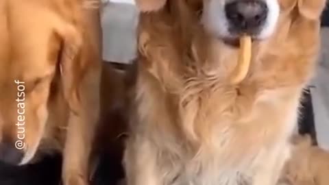 cute and funny animals