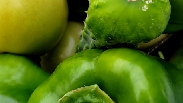 Quick Garden Harvest | Bottle gourd & Bell peppers