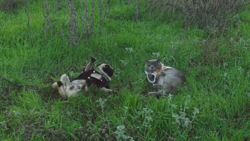 Cat and Dog Road Trip